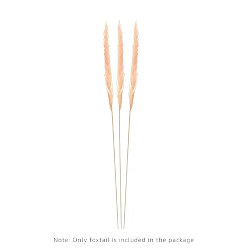 Image of Amazon Foxtail Bunch (3 Stems)