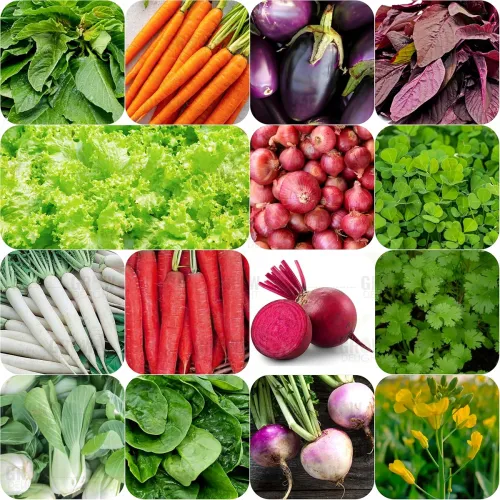 Image of GROW DELIGHT 15 Varieties of Vegetable Seeds for Home Garde