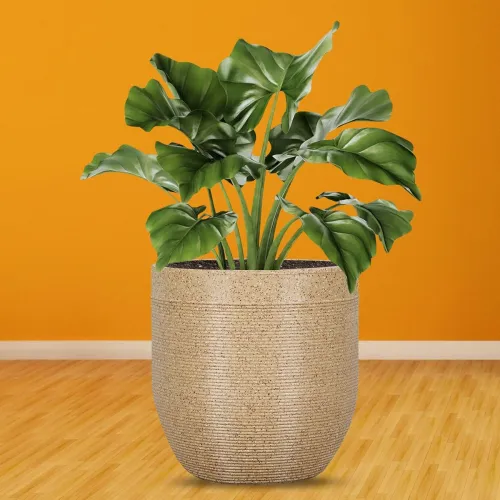Image of GTB Rectangle Pots for Plants