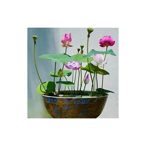 Image of Japanese bonsai lotus mixed colour flower (pack of 18)