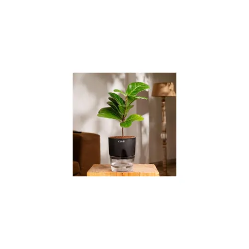 Image of KYARI Ficus Lyrata Fiddle Fig Live Plant 