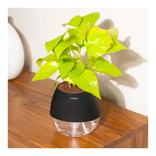 Image of Kyari Golden Money Live Plant with Black Self Watering Pot