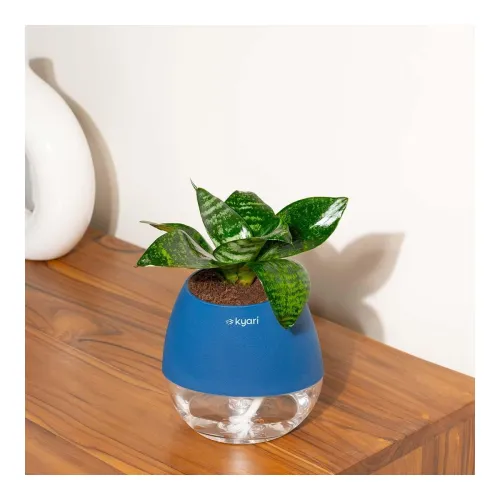 Image of Kyari Snake Plant with Blue Self-Watering Pot