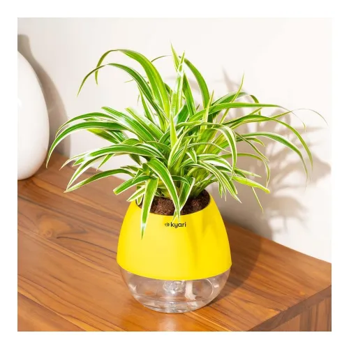 Image of Kyari Spider indoor plant (4 Inch)