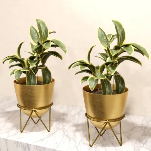 Image of Lifelong Set of 2 Plant Stand, Capacity 10Kg