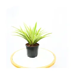 Nayra® Organic Live Spider Plant Indoor Plant