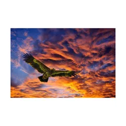 Pitaara Box Flying Eagles