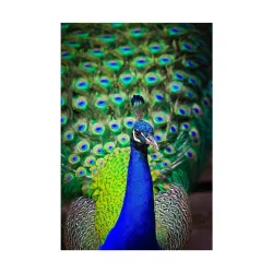 Pitaara Box Peacock with Feathers