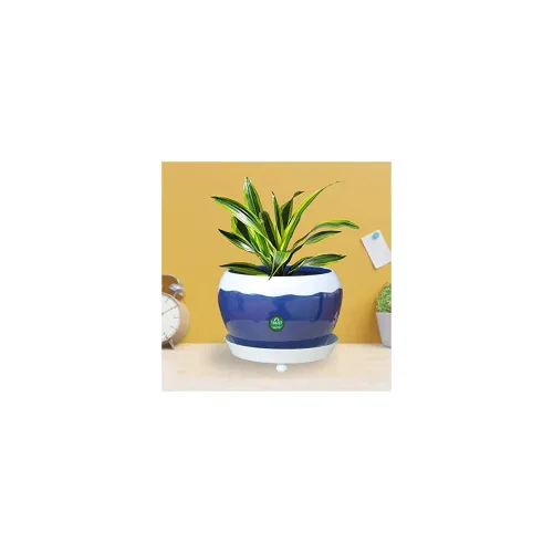 Image of TrustBasket Table Top Planter Bowl with Saucer