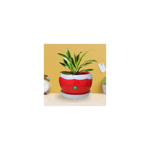 Image of TrustBasket Table Top Planter Bowl with Saucer