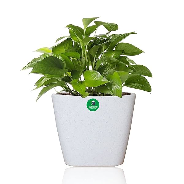 Image of ALTRUIST Daisy Pot Plastic Attractive Pot PO1