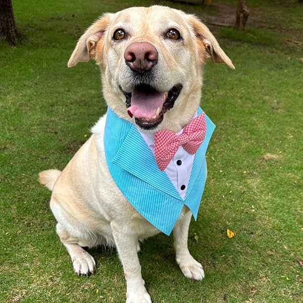 Image of DOG-O-BOW Aqua Stripe Tuxedo Vest Bandana For Dog 