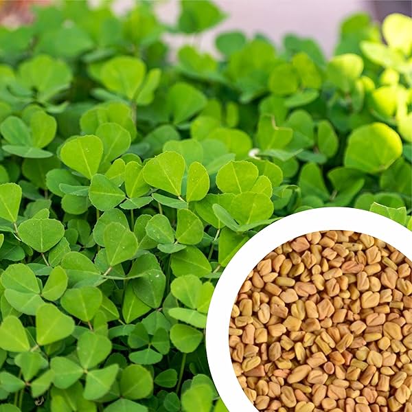 Image of GROW DELIGHT Fenugreek (Methi) (300 Seeds) 