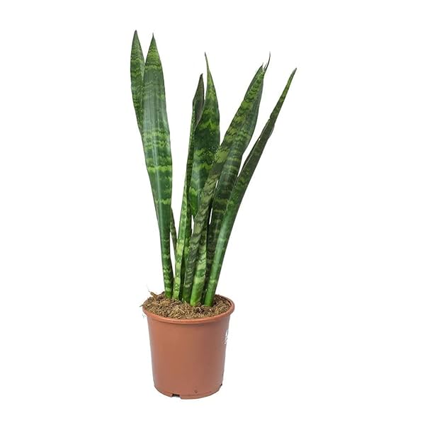 Image of Garden Art Sansevieria trifasciata Black Coral 