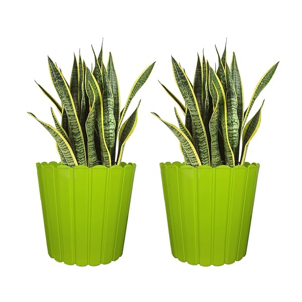 Image of Garden’s 10Inch(25.4cm) Lemon Decorative Green Flower Pot