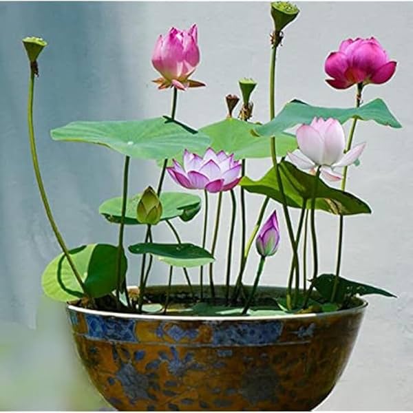 Image of Japanese Bonsai Lotus Mixed Colour Flower (18)