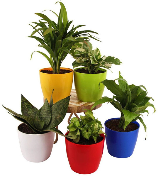 Image of SmartBuy Plant Container Set (Pack of 5, Plastic)