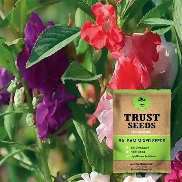 Image of TrustBasket Premium Flower Balsam Mixed Seeds 