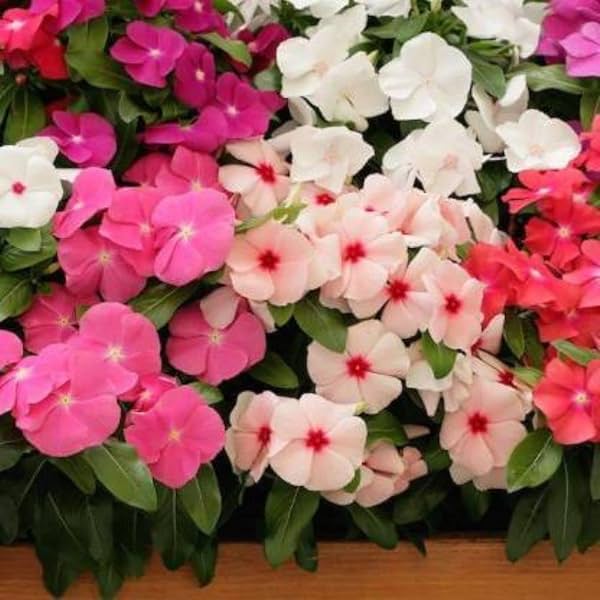 Image of Vinca Flower Seeds Hybrid Mix Colour 